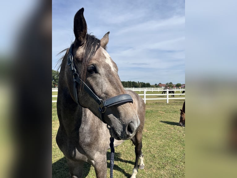 Hannoveraner Stute 2 Jahre 161 cm Schimmel in Leer (Ostfriesland)