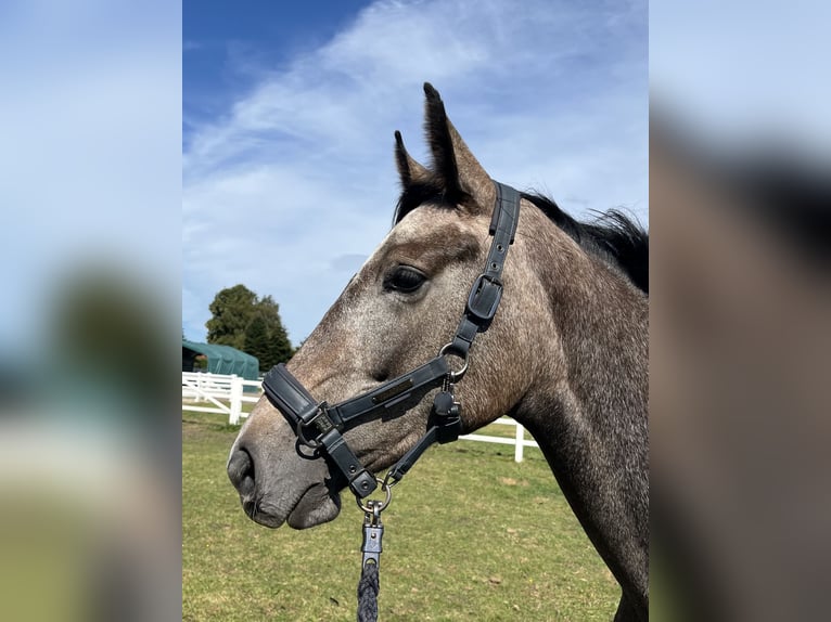 Hannoveraner Stute 2 Jahre 161 cm Schimmel in Leer (Ostfriesland)