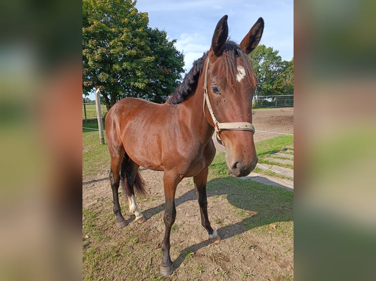 Hannoveraner Stute 2 Jahre 162 cm Brauner in Z&#xFC;ssow