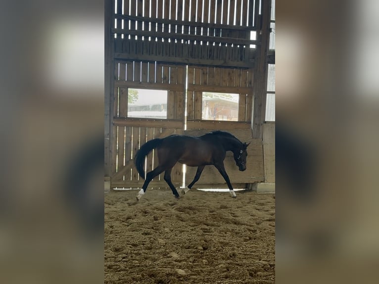 Hannoveraner Stute 2 Jahre 162 cm Dunkelbrauner in Illertissen