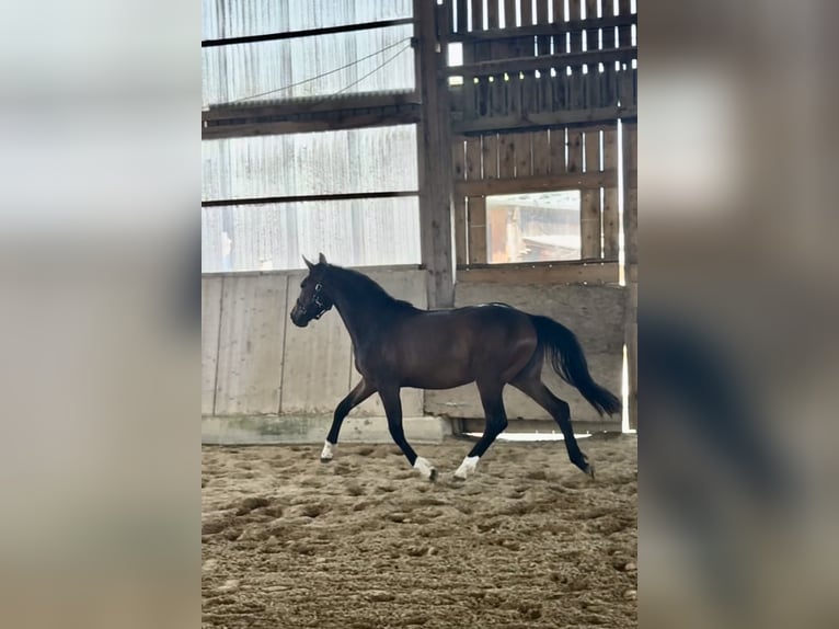 Hannoveraner Stute 2 Jahre 162 cm Dunkelbrauner in Illertissen