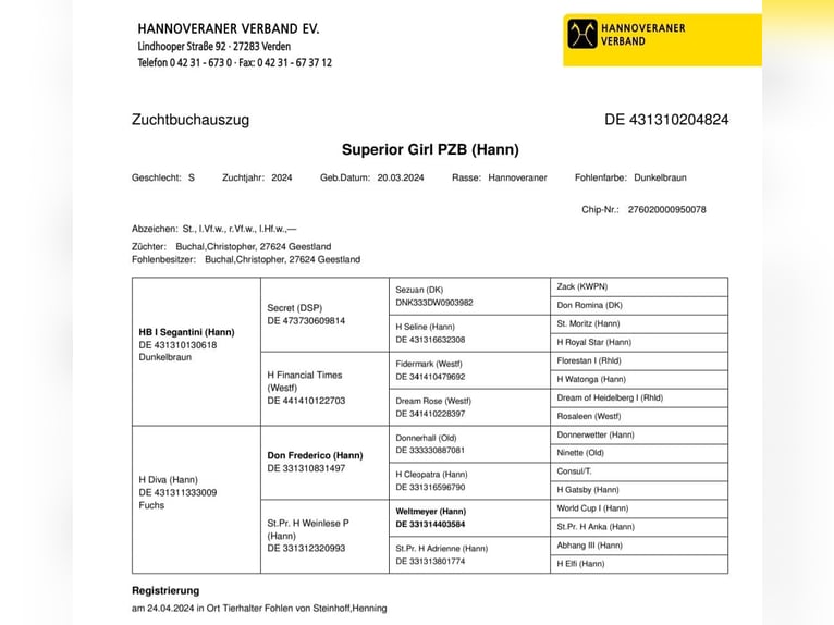 Hannoveraner Stute 2 Jahre 162 cm Dunkelbrauner in Illertissen