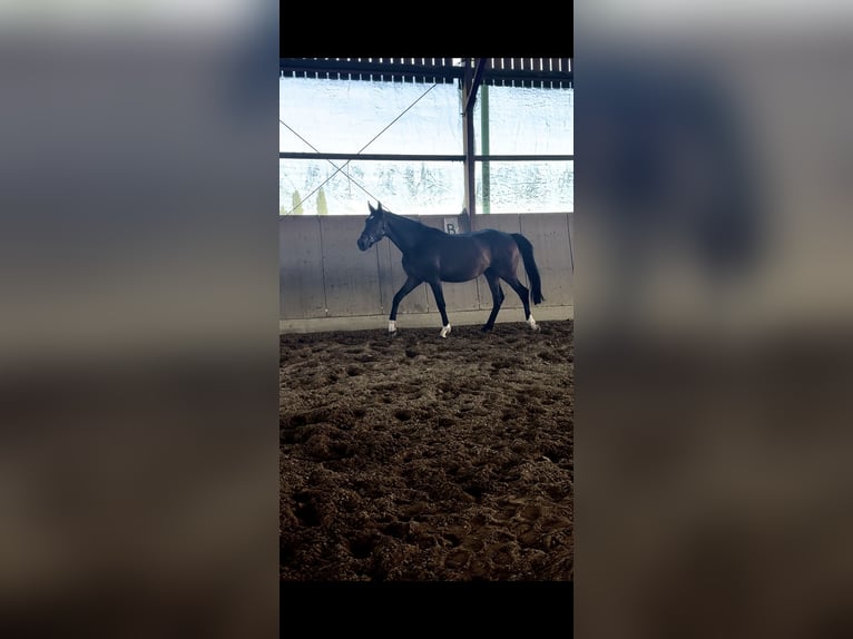 Hannoveraner Stute 2 Jahre 162 cm Dunkelbrauner in Illertissen