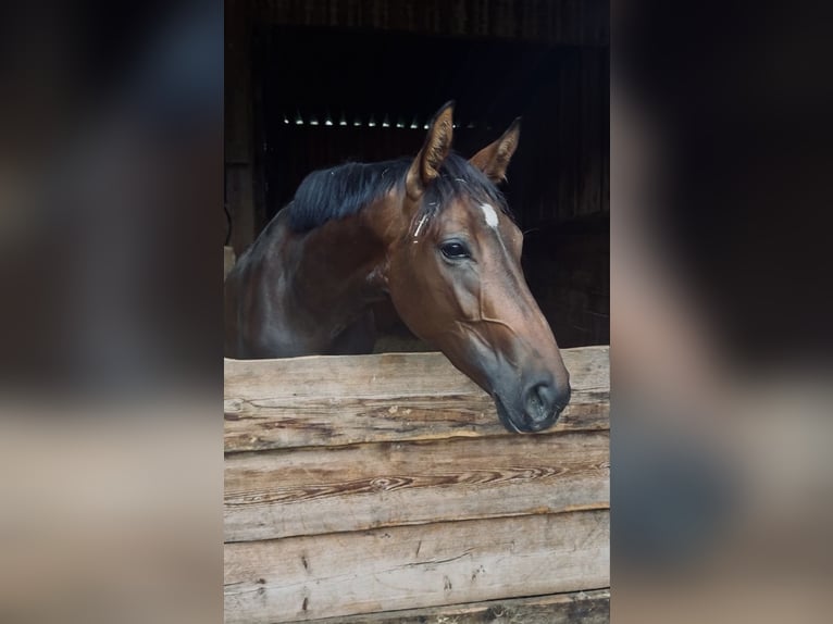 Hannoveraner Stute 2 Jahre 162 cm Dunkelbrauner in Illertissen