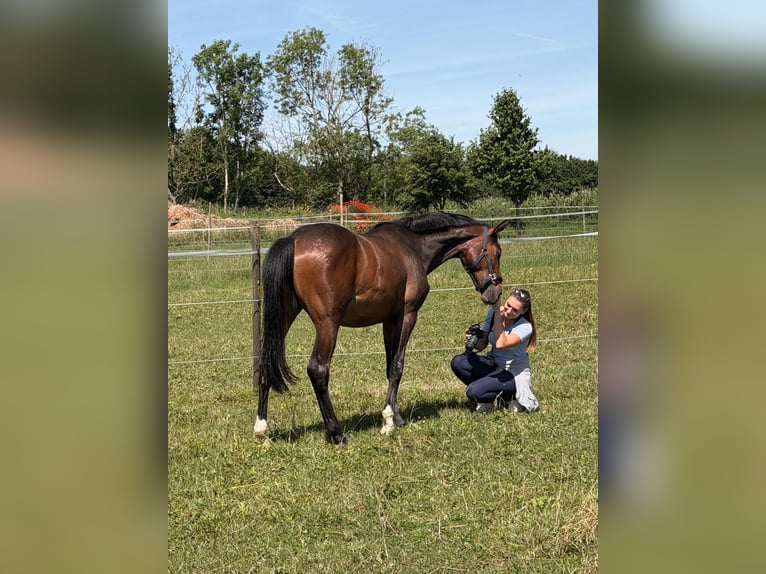 Hannoveraner Stute 2 Jahre 162 cm Dunkelbrauner in Illertissen