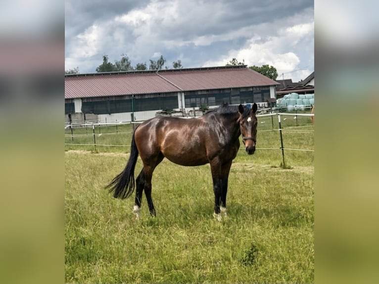 Hannoveraner Stute 2 Jahre 162 cm Dunkelbrauner in Illertissen