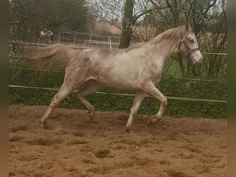 Hannoveraner Stute 2 Jahre 162 cm White in Witzwort