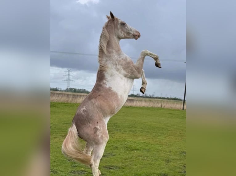 Hannoveraner Stute 2 Jahre 162 cm White in Witzwort