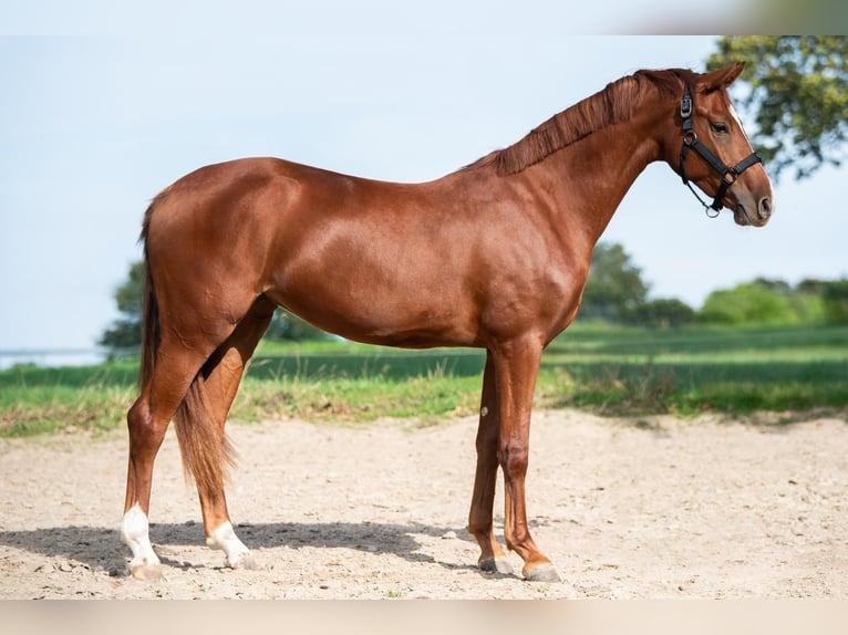 Hannoveraner Stute 2 Jahre 163 cm Fuchs in Merkelbeek