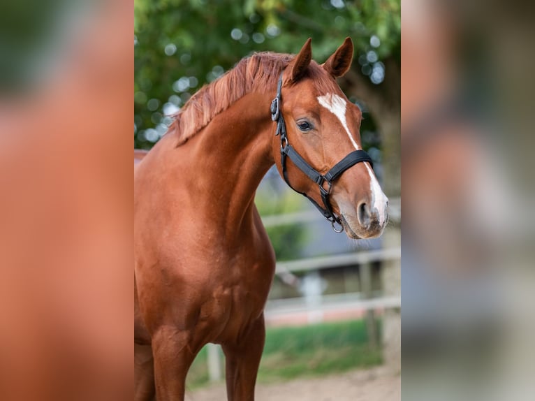 Hannoveraner Stute 2 Jahre 163 cm Fuchs in Merkelbeek