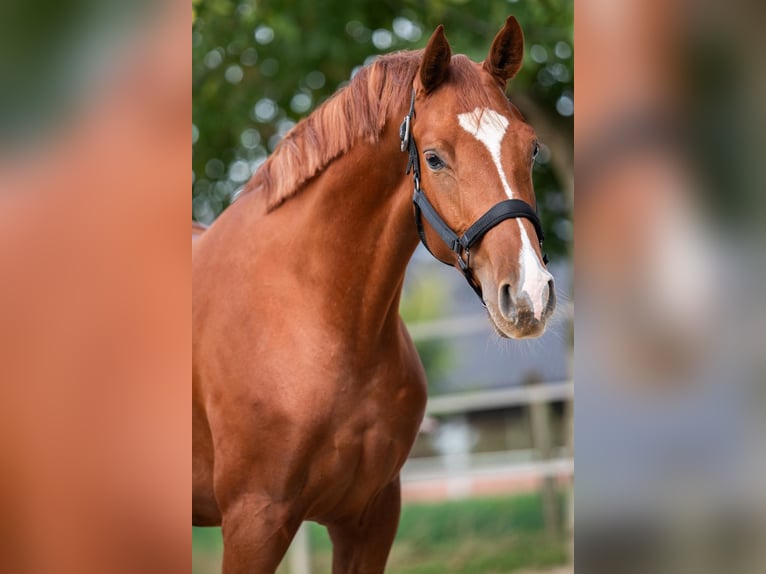 Hannoveraner Stute 2 Jahre 163 cm Fuchs in Merkelbeek