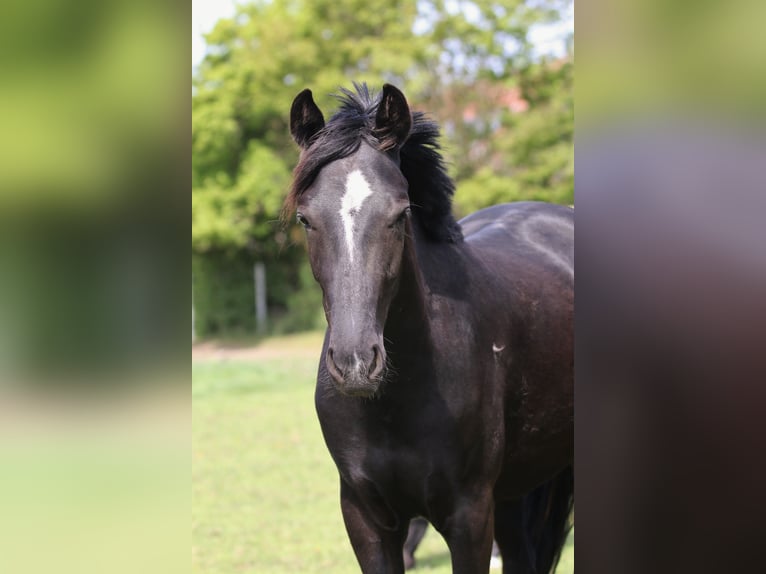 Hannoveraner Stute 2 Jahre 163 cm Rappe in Au in der Hallertau