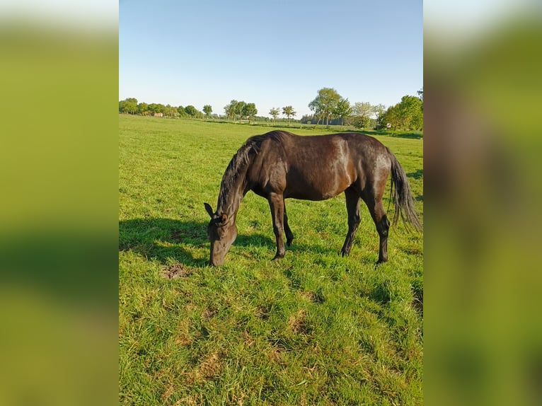 Hannoveraner Stute 2 Jahre 163 cm Rappe in Ihlow Bangstede