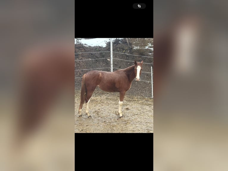 Hannoveraner Stute 2 Jahre 164 cm Fuchs in Siegen