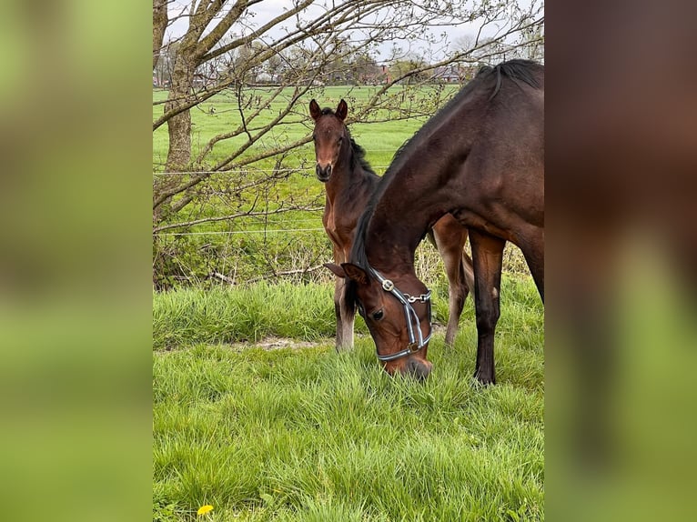 Hannoveraner Stute 2 Jahre 165 cm Brauner in Großheide
