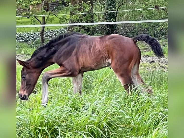 Hannoveraner Stute 2 Jahre 165 cm Brauner in Großheide
