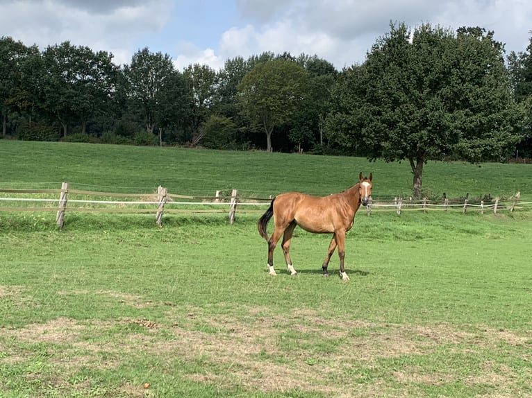 Hannoveraner Stute 2 Jahre 165 cm Brauner in Schermbeck