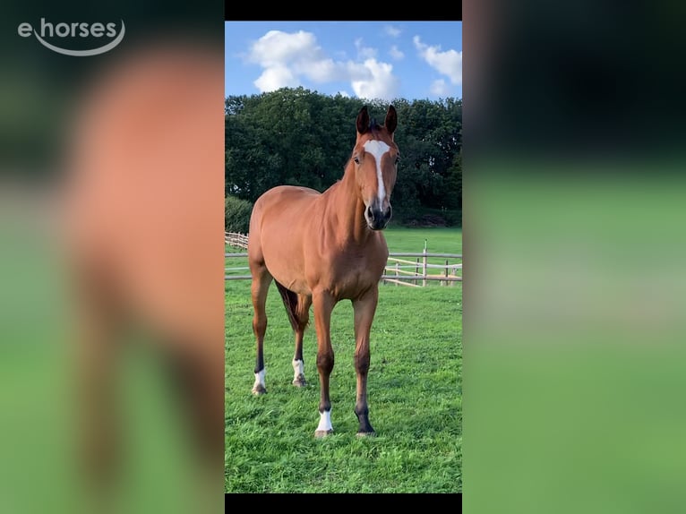Hannoveraner Stute 2 Jahre 165 cm Brauner in Schermbeck