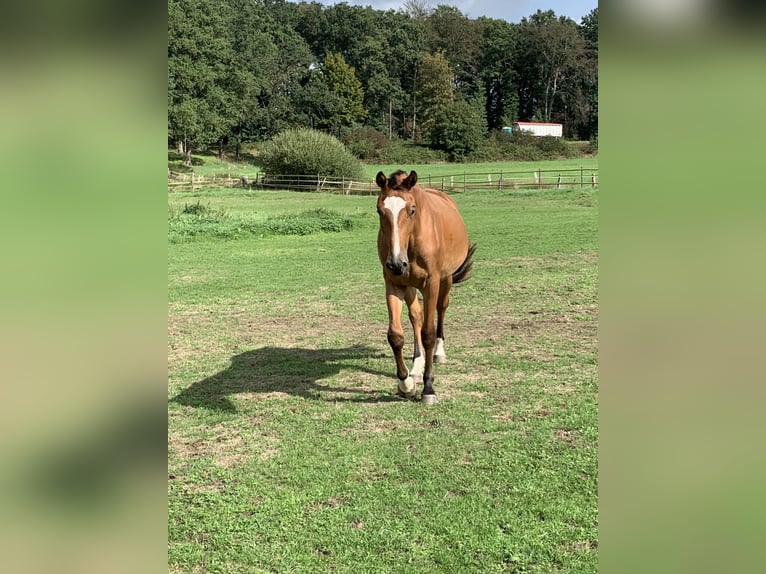 Hannoveraner Stute 2 Jahre 165 cm Brauner in Schermbeck