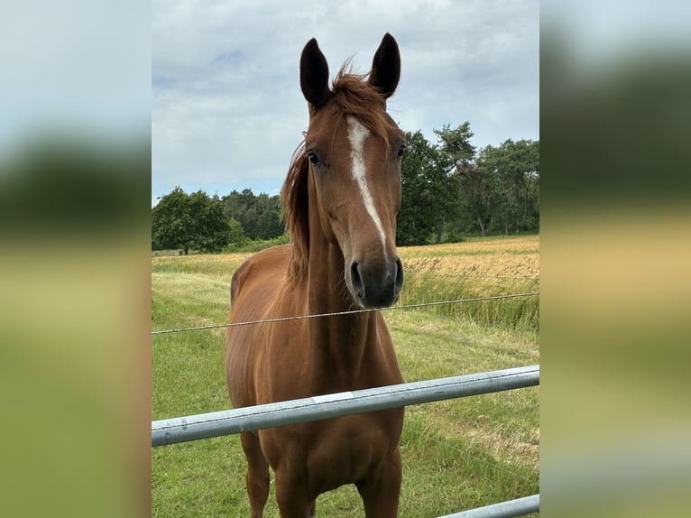 Hannoveraner Stute 2 Jahre 165 cm Fuchs in Neustadt
