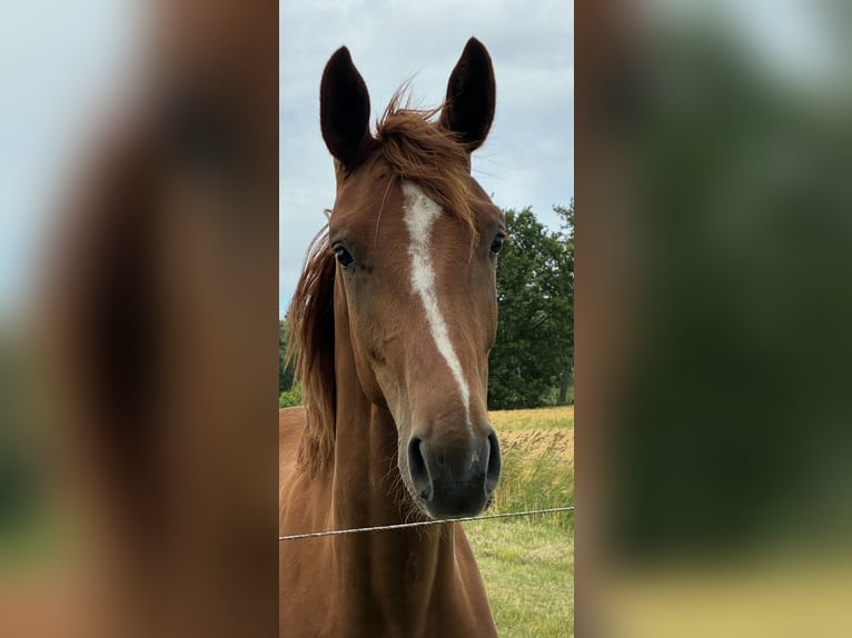 Hannoveraner Stute 2 Jahre 165 cm Fuchs in Neustadt