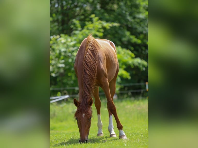Hannoveraner Stute 2 Jahre 165 cm Fuchs in Wolfsburg
