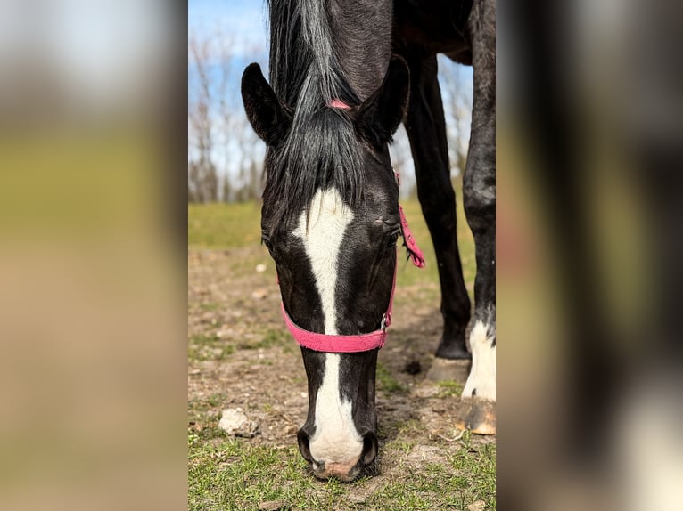 Hannoveraner Stute 2 Jahre 165 cm Rappe in Morsko