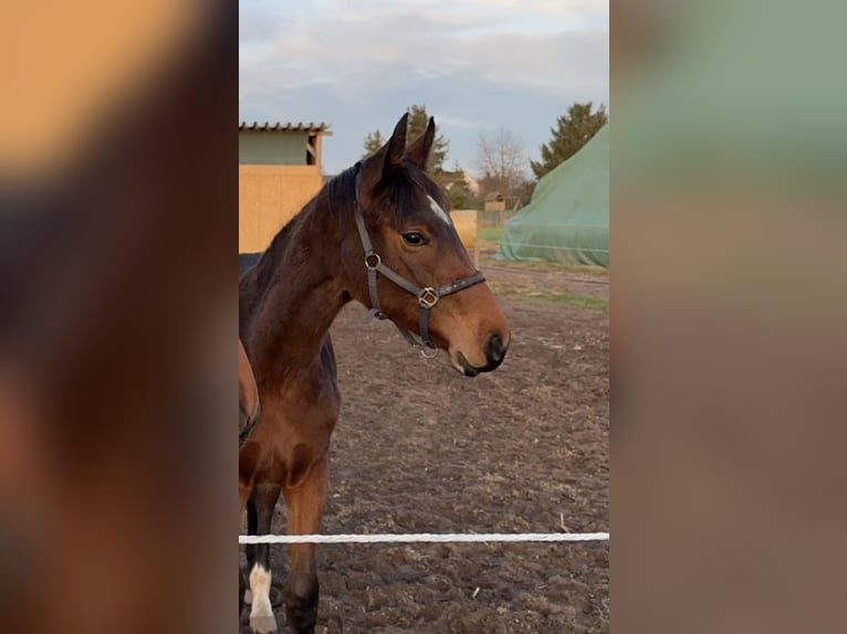 Hannoveraner Stute 2 Jahre 165 cm in Babenhausen