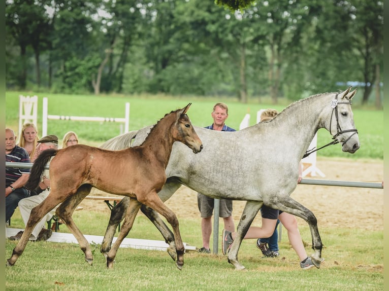 Hannoveraner Stute 2 Jahre 166 cm Schimmel in Handeloh