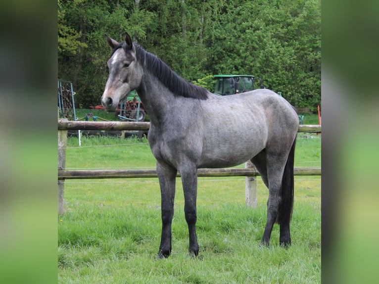 Hannoveraner Stute 2 Jahre 166 cm Schimmel in Handeloh