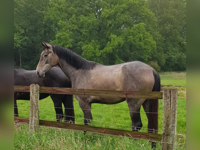 Hannoveraner Stute 2 Jahre 166 cm Schimmel in Handeloh