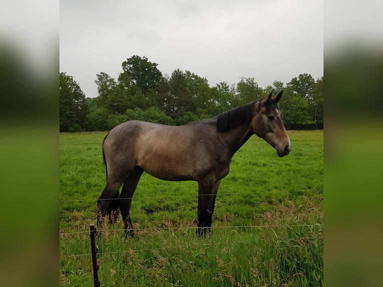 Hannoveraner Stute 2 Jahre 166 cm Schimmel in Handeloh
