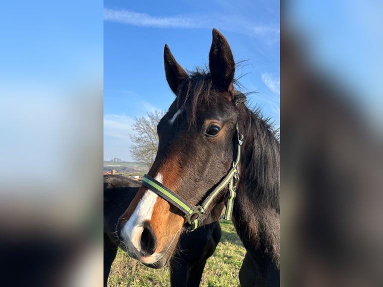 Hannoveraner Stute 2 Jahre 167 cm Brauner in Mansfeld