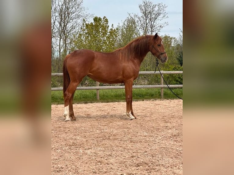 Hannoveraner Stute 2 Jahre 167 cm Dunkelfuchs in Färjestaden