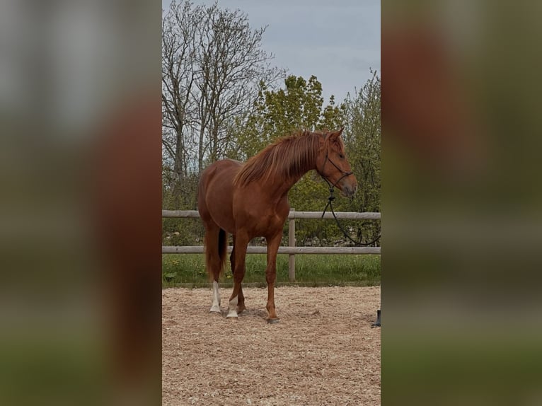 Hannoveraner Stute 2 Jahre 167 cm Dunkelfuchs in Färjestaden