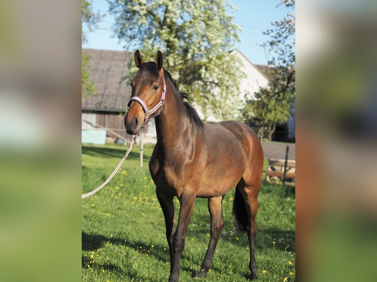 Hannoveraner Stute 2 Jahre 168 cm Brauner in M&#xFC;nchhausen
