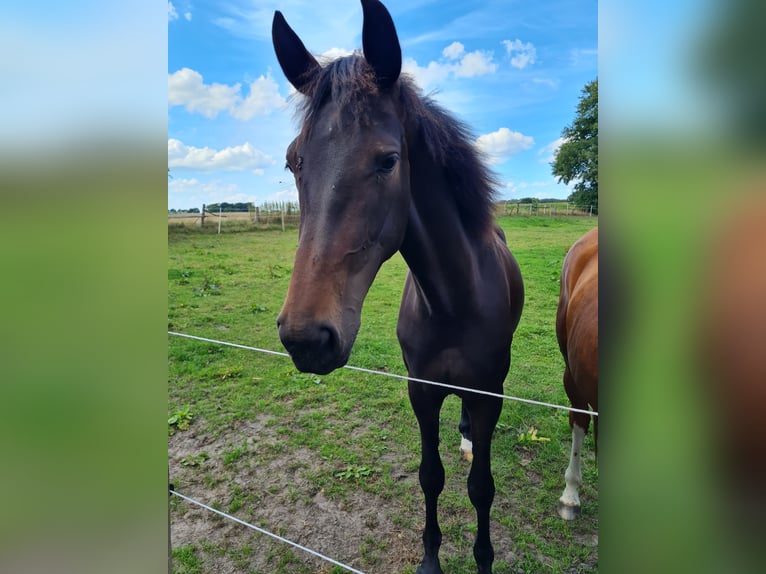 Hannoveraner Stute 2 Jahre 168 cm Dunkelbrauner in Ree&#xDF;um