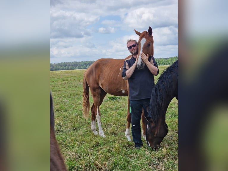 Hannoveraner Stute 2 Jahre 168 cm Fuchs in Lutherstadt Wittenberg