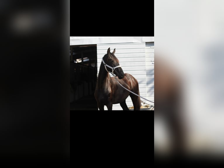 Hannoveraner Stute 2 Jahre 168 cm Rappe in Quickborn
