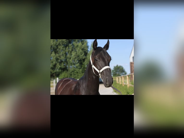 Hannoveraner Stute 2 Jahre 168 cm Rappe in Quickborn