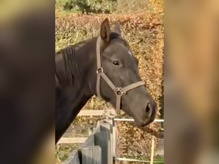 Hannoveraner Stute 2 Jahre 168 cm Rappe in Adelheidsdorf