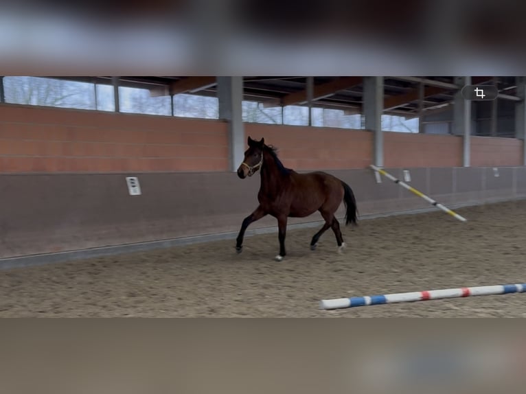 Hannoveraner Stute 2 Jahre 169 cm Brauner in Langwedel