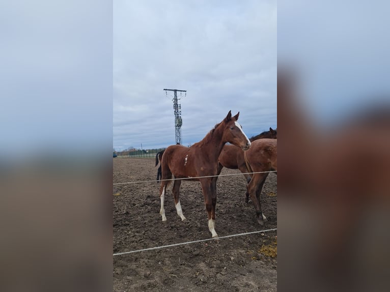 Hannoveraner Stute 2 Jahre 169 cm Dunkelbrauner in Lutherstadt Wittenberg