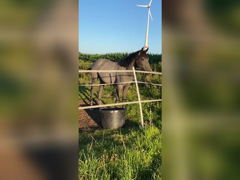 Hannoveraner Stute 2 Jahre 170 cm Apfelschimmel in Wagenfeld