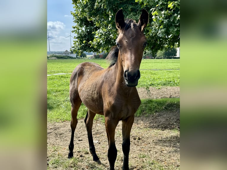 Hannoveraner Stute 2 Jahre 170 cm Brauner in Büren