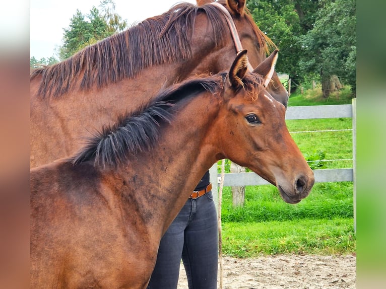 Hannoveraner Stute 2 Jahre 170 cm Brauner in Ochtersum