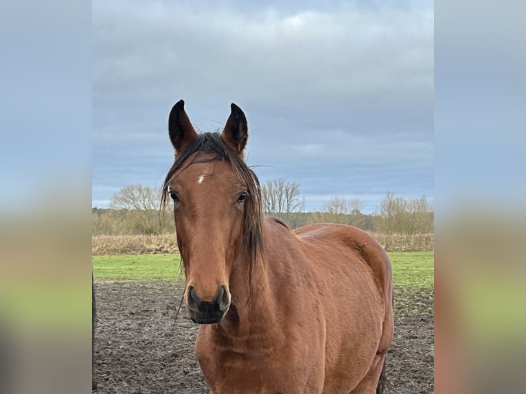 Hannoveraner Stute 2 Jahre 170 cm Brauner in Babenhausen