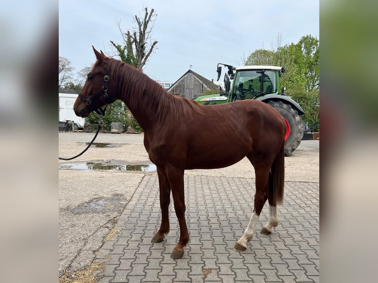 Hannoveraner Stute 2 Jahre 170 cm Fuchs in Hilden