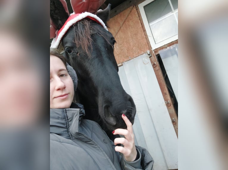 Hannoveraner Stute 2 Jahre 170 cm Rappe in Hamburg Marmstorf