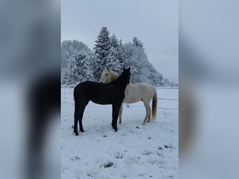 Hannoveraner Stute 2 Jahre 170 cm Rappe in Hamburg Marmstorf
